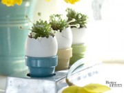 Nhà đẹp - Chị em thích mê trồng cây nhanh, rẻ bằng vỏ trứng