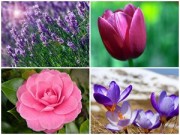 Nhà đẹp - Xuân này trồng hoa gì cho cả năm rực rỡ