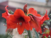 Nhà đẹp - Trồng hoa lan huệ thơm ngát mê ly