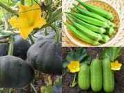 Nhà đẹp - Những loại quả dễ nấu, dễ ăn, dễ trồng vào tháng Ba