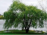 Nhà đẹp - 5 loại cây xui xẻo không trồng trong vườn nhà