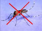 Nhà đẹp - 8 mùi hương tự nhiên khiến muỗi không dám tới gần