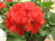 Sức khỏe - 10 cách đuổi muỗi không dùng hóa chất