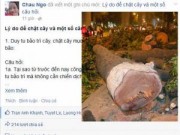 Tin tức - Facebooker nổi tiếng nói gì về việc chặt cây ở Hà Nội?
