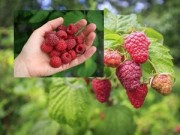 Nhà đẹp - Trồng mâm xôi đơn giản cho trái ngọt mùa hè