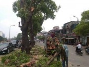 Eva tám - Xin đừng chặt cây xanh nữa...