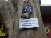 Tin tức - Chặt 6.700 cây xanh: HN treo biển lên cây để dân góp ý