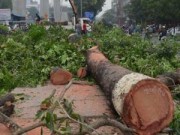 Tin tức - Hà Nội quyết định dừng chặt hạ 6.700 cây xanh