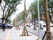 Tin tức - Nhói lòng cảnh đường phố Hà Nội vắng bóng cây