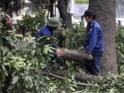 Tin tức - PGĐ Sở Xây dựng Hà Nội nói gì khi phải kiểm điểm vì vụ chặt cây xanh?