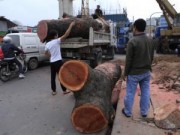 Tin tức - Chặt cây, PGĐ Sở Xây dựng HN nói gì khi phải kiểm điểm?
