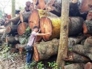 Tin tức - 'Đột nhập' nơi nghi tập kết gỗ bị chặt tại Hà Nội