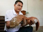 Clip Eva - Trung Quốc: Bắt được kỳ nhông có tiếng kêu như tiếng trẻ con