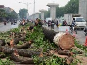 Tin tức - Chặt cây trên đường Nguyễn Trãi: Đúng quy trình nhưng sai luật