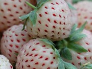 Nhà đẹp - Trồng dâu tây Bạch Tuyết cho hàng xóm phát thèm