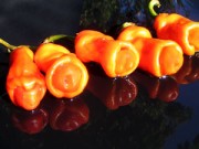 Nhà đẹp - Trồng ớt 'của quý' lạ mắt dễ ợt trong thùng xốp