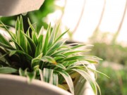 Nhà đẹp - Top 10 cây cảnh dễ sống dành gia đình bận rộn