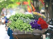 Tin tức - Hoa loa kèn khoe sắc trên khắp phố Hà Nội "gọi" hè về