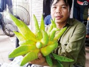 Mua sắm - Giá cả - Xuất hiện nhiều quả Phật thủ giá hàng chục triệu đồng