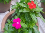 Mua sắm - Giá cả - Người trồng hoa TP.HCM tất bật chuẩn bị cho Tết Nguyên đán