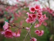 Tin tức - Ngắm vẻ đẹp mơ màng của mai anh đào giữa Thủ đô