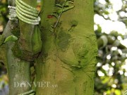 Nhà đẹp - Cả làng mai vàng cổ thụ chơi Tết giá bạc tỷ ngóng... đại gia