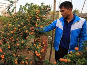 Tin tức - Quất thế mini giá 'đại gia' hút khách dịp Tết Nguyên đán 2016