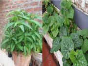 Nhà đẹp - 'Đổ mồ hôi, sôi nước mắt' vác đất trồng rau sạch sân thượng