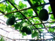 Nhà đẹp - Bà ngoại mát tay trồng giàn bí lúc lỉu giữa Thủ đô