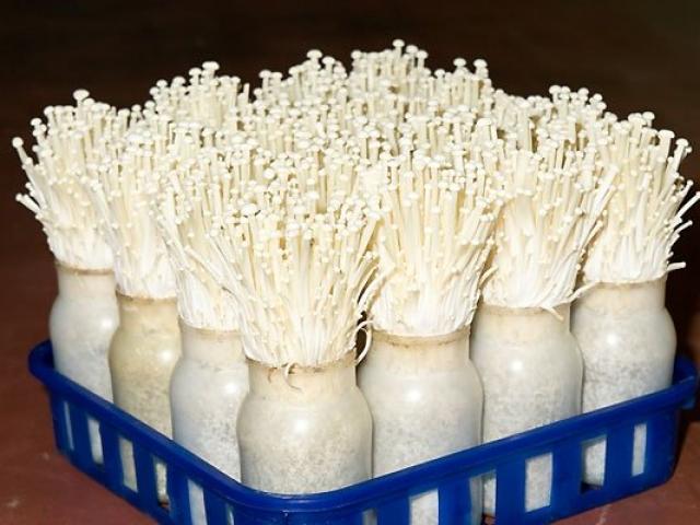 Tự trồng nấm kim châm sạch tại nhà ăn giải ngán ngày Tết