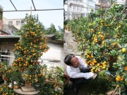 Nhà đẹp - Dân sành chơi đua nhau săn quất bonsai rồng phượng