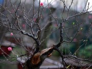 Tin tức - Độc đáo đào lũa cổ hình dáng lạ chơi Tết