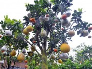 Tin tức - Cây cảnh 10 loại quả chơi Tết Nguyên đán độc đáo ở Hà Thành