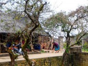 Tin tức - Không khí Tết sớm của người Mông ở Pà Cò