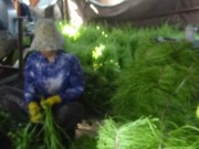 Tin tức - Người ngâm hóa chất làm xanh rau muống đã 'biến mất'