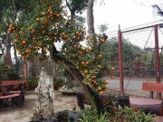 Nhà đẹp - Ghép quất vào gốc cây dại bán 30 triệu/cây