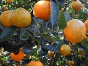Tin tức - Người trồng quất Hội An phấn khởi chờ Tết