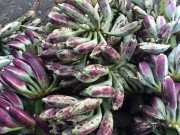 Tin tức - Sốt chuối hột rừng vì thông tin chữa được ung thư