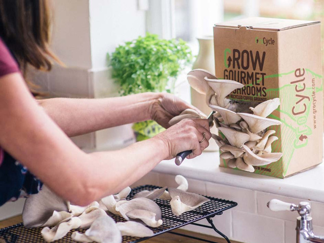 10 ngày trồng nấm sò an toàn tại nhà