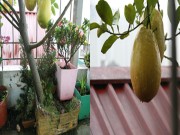 Nhà đẹp - Bưởi trồng thùng xốp trĩu hai chục quả giữa Thủ đô