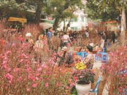 Tin tức - Học sinh Hà Nội được nghỉ Tết Nguyên đán 9 ngày