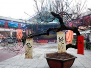 Mua sắm - Giá cả - Chiêm ngưỡng đào đá Sapa có giá 300 triệu ở Hà Nội