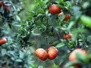 Bếp Eva - Cam Canh giá "chát" được nhiều người săn lùng