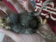 Tin tức - Nghệ An:  Đổ xô đi xem gà 4 chân ngày cận Tết