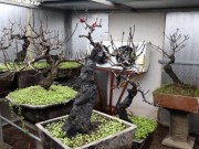 Nhà đẹp - Sửng sốt loại đào "ở lô cốt, nằm điều hòa" trên đất Hà thành