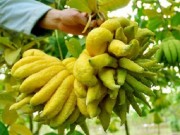 Nhà đẹp - Cách chọn và giữ quả phật thủ để ban thờ Tết được đẹp, lâu