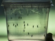 Tin tức - Virus Zika "ăn não người" đã lan tới hàng chục quốc gia