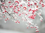 Nhà đẹp - 3 bước cứu cây hoa, rau sạch sống sót qua ngày băng tuyết