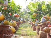 Nhà đẹp - Chưa Tết, cây "thập toàn thập mỹ" đã có nguy cơ "cháy hàng"