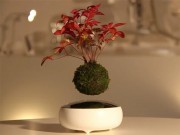Nhà đẹp - Thế giới phát sốt với cây bonsai biết bay 4 triệu đồng